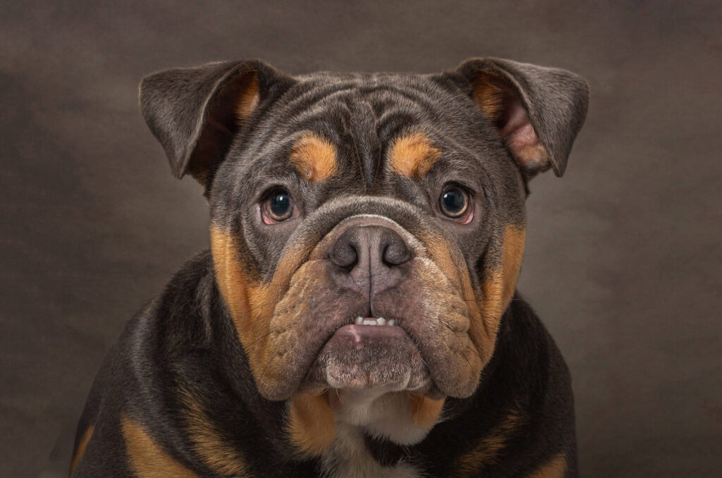 Red Frog Studio Photography